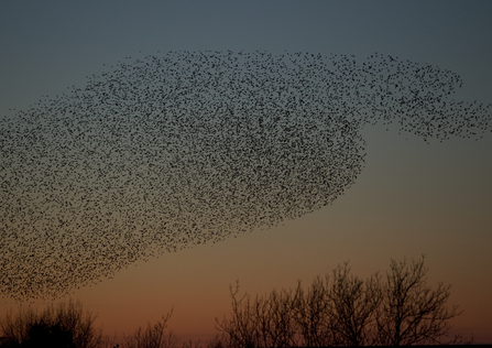 Starling Murmuration