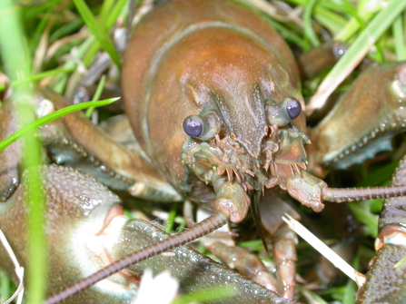 White clawed crayfish