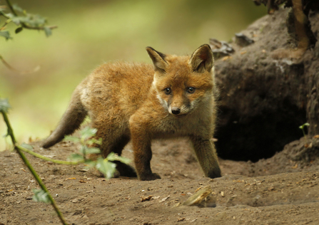 Fox cub