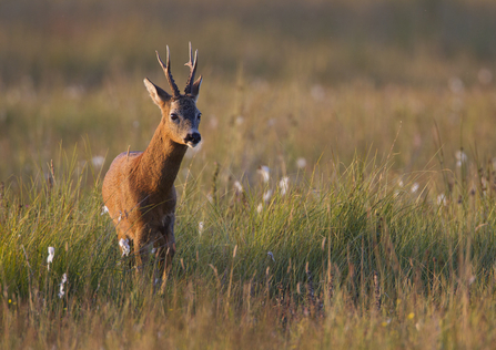 Roe deer