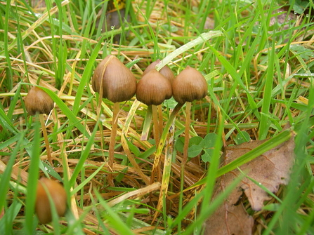 Liberty cap