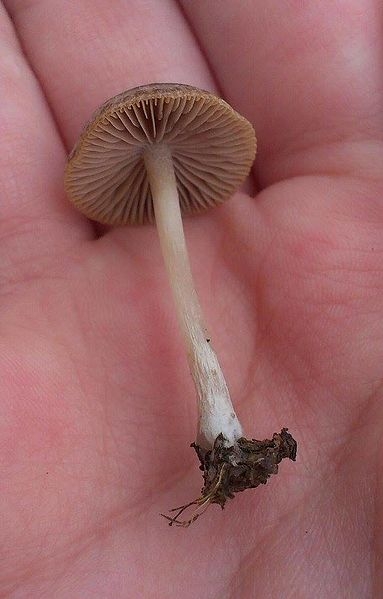 Brittlestem mushroom