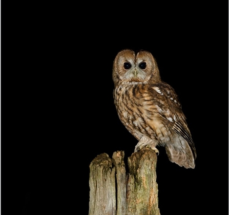 Tawny Owl