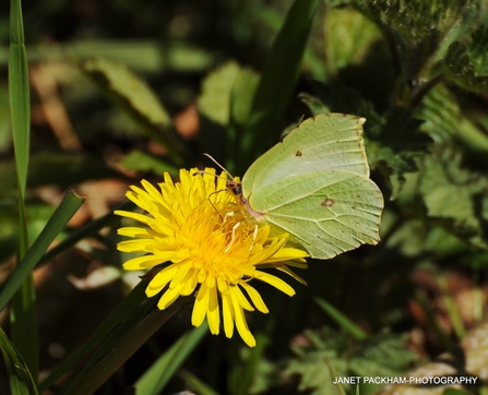 Brimstone butterly