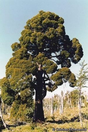 Fitzroya cupressoides