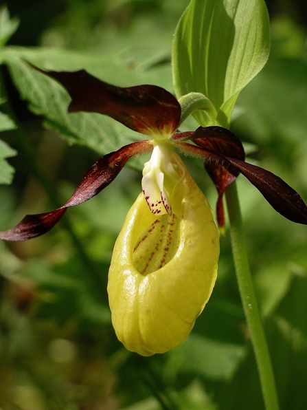 Ladys slipper orchid