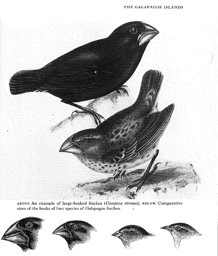 Galapagos finches