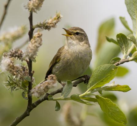 Dawn Chorus chiff chaff