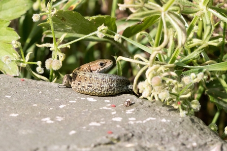 Common lizard