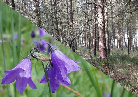 Harebell and woods