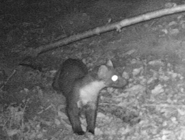 Pine marten from camera trap