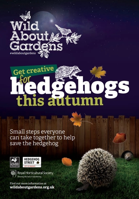 Wild about hedghogs