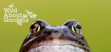 Wild about gardens frog