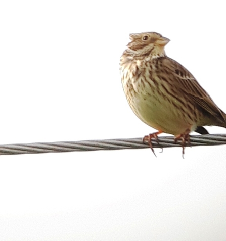 Corn bunting