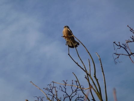 Merlin