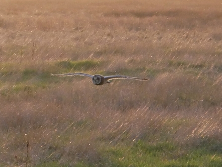 Short eared owl