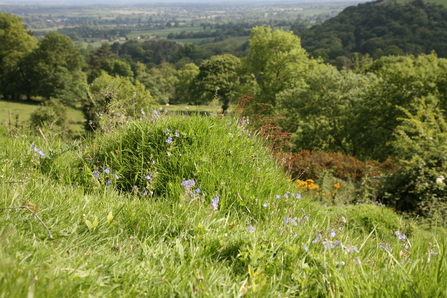 Ant Hill at Earls Hill