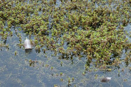 New Zealand Pygmyweed - Crassula - credit to GB Non Native Invasive Species Secretariat