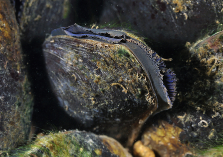 Freshwater Pearl Mussel