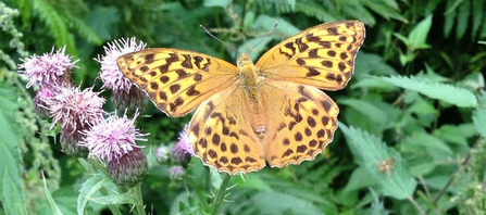 Butterfly Photograph Silver-washed Fritillary