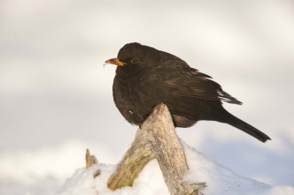 Blackbird snow garden