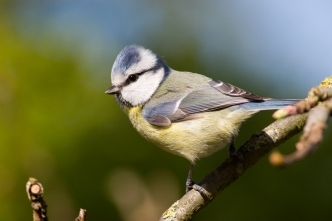 bluetit small garden bird