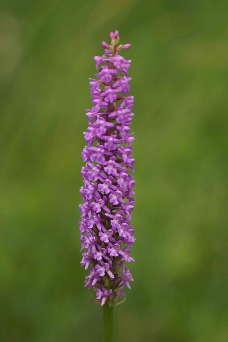 Fragrant orchid - Sweeney Fen