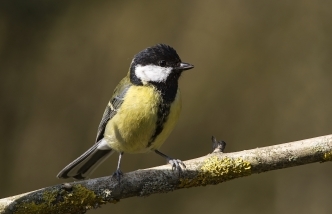 great tit small bird