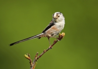 small garden bird flocks