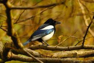 magpie corvid crow black and white medium sized garden bird