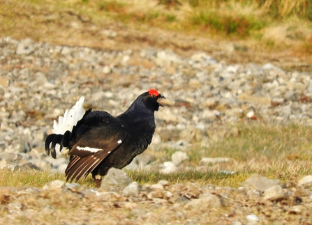 Black grouse by Mike Bell