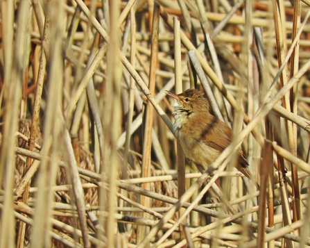 Cetti's warbler by Mike Bell