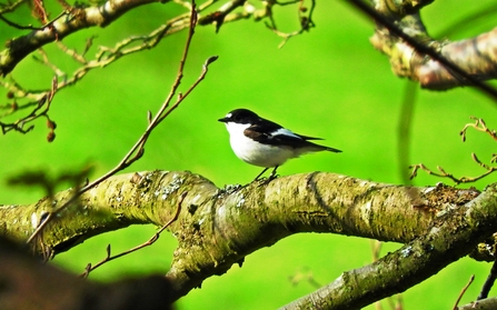 Pied Flycatcher by Mike Bell