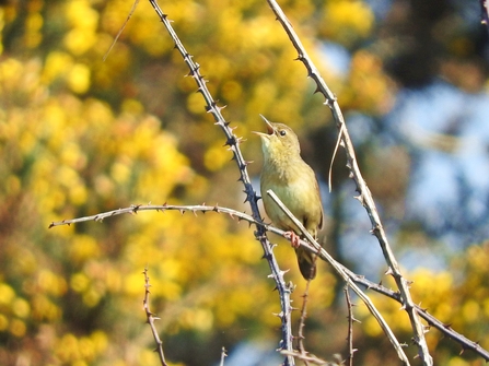 Willow warbler by Mike Bell