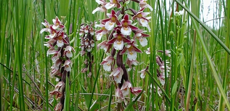 Marsh Helleborine Orchid