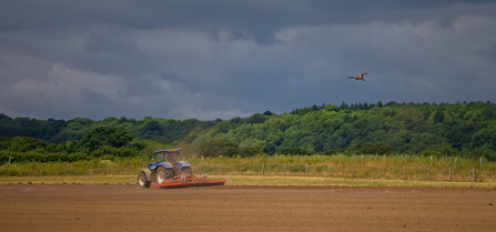 Red kite over farmland