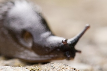 Slug