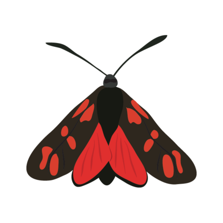 Six spot burnet moth illustration