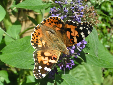 Painted Lady - Richard Burkmar