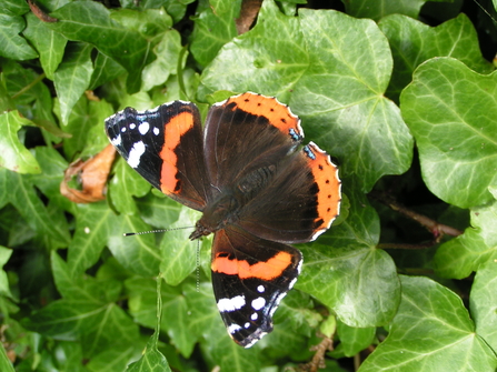 Red Admiral - Richard Burkmar