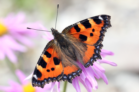 Small tortoiseshell - Jim Higham 