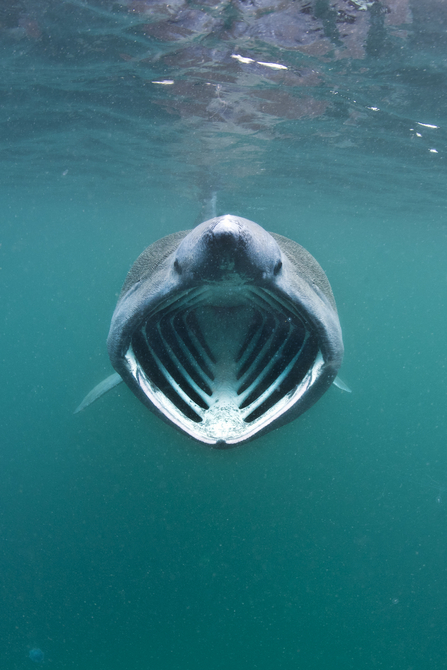 Basking Shark