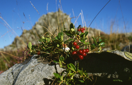 Cowberry on Stiperstones