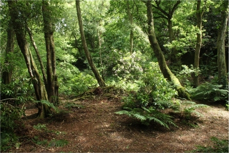 Quarry Wood nature reserve