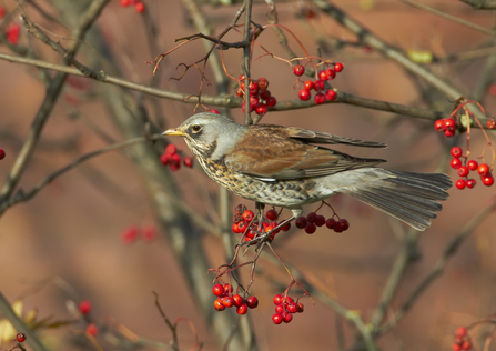 Rowan and Fieldfare