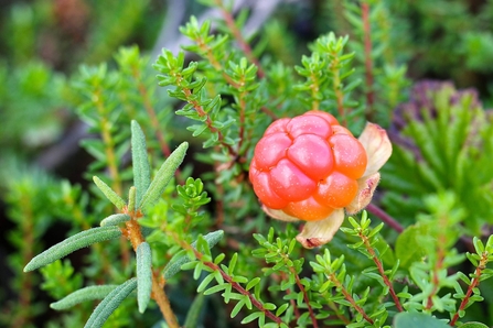 Cloudberry