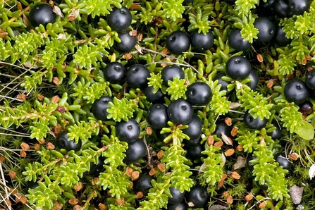 Crowberry