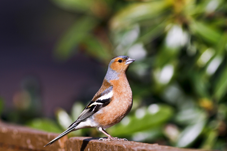 Chaffinch