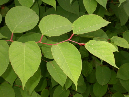 Japanese Knotweed