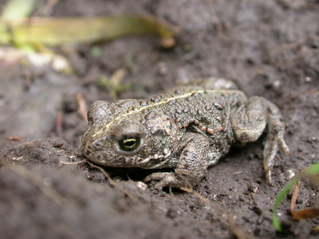 Natterjack Toad